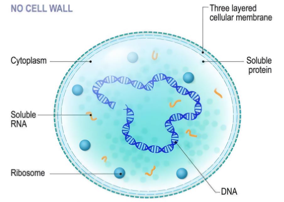 The structure of Mycoplasma.- Creative Biolabs